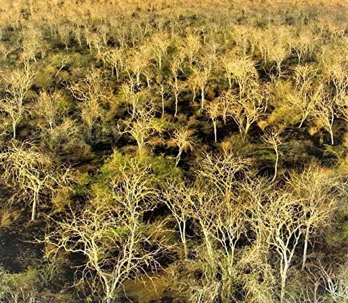 1 Pound. Palo Santo Smudging Sticks, High Resin Palo Santo, Holy Wood. Premium Certified Authentic, Wild Harvested Incense Stick for Purifying, Cleansing, Healing, Meditation and Stress Relief