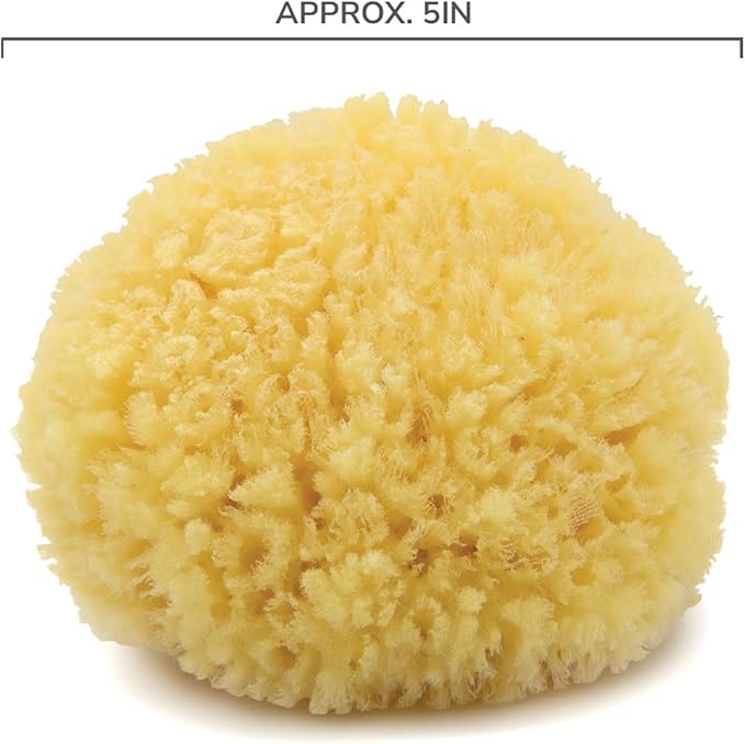 Neptune Caribbean Sea Sponge, Hand Cut, Medium, Approx. 5-6 inches