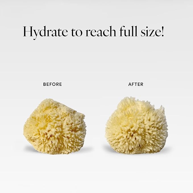 LATHER - Natural Sea Wool Sponge, 4-5" - Organic Exfoliating Body Scrubber - Soft, Gentle Cleansing - Hypoallergenic - All Skin Types - Florida Natural Loofah Sponge - Cruelty Free - Beauty & Skincare