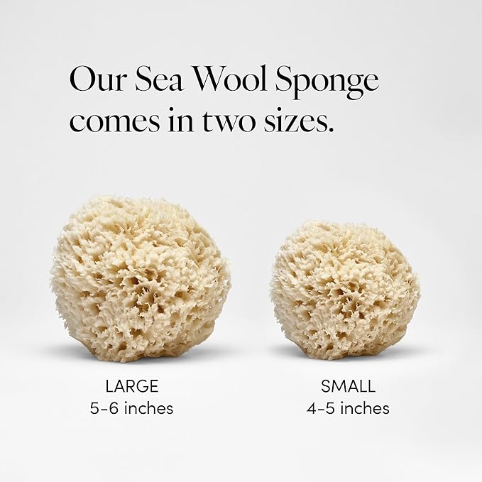 LATHER - Natural Sea Wool Sponge, 4-5" - Organic Exfoliating Body Scrubber - Soft, Gentle Cleansing - Hypoallergenic - All Skin Types - Florida Natural Loofah Sponge - Cruelty Free - Beauty & Skincare