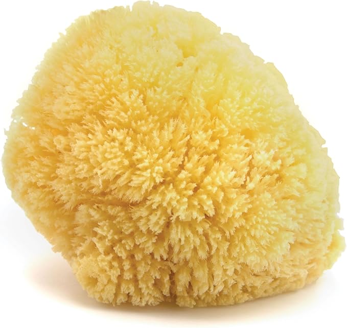 Neptune Caribbean Sea Sponge, Hand Cut, Large, Approx. 6-7 inches