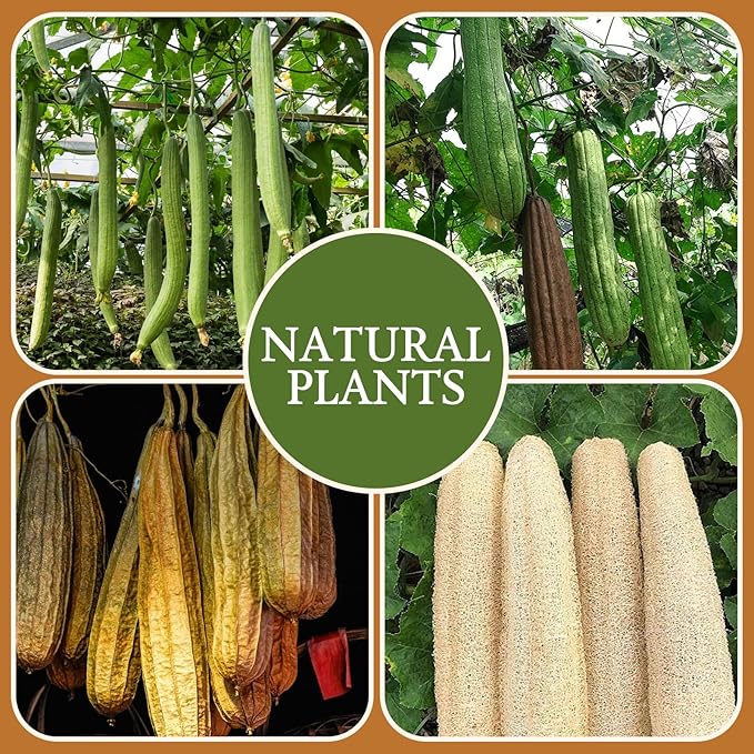 Natural Loofah Exfoliating Mitts, 100% Plant-Based Loofah Sponge for Women and Men,Dye-Free,for face and Body-2 Count